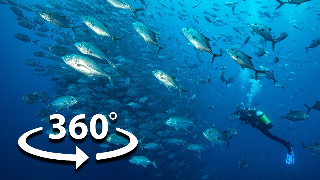 Vidéo 360˚ SOUS-MARINE de l'ÎLE COCOS | École de l'Océan