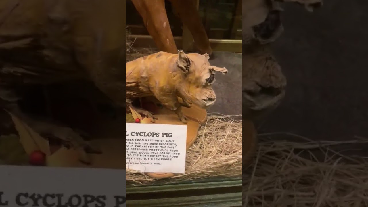 Museum of the Weird Freak Show #museumoftheweird #austintexas #freakshow